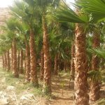 زراعه نخيل السعودية ‫34669058‬ ‫‬