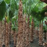 زراعه نخيل السعودية ‫34669062‬ ‫‬