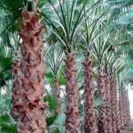 زراعه نخيل السعودية ‫34669065‬ ‫‬