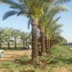 زراعه نخيل السعودية ‫34669067‬ ‫‬