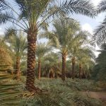 زراعه نخيل السعودية ‫34669069‬ ‫‬