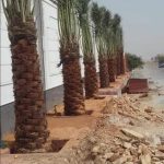 زراعه نخيل السعودية ‫34669070‬ ‫‬