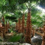 زراعه نخيل السعودية ‫34669077‬ ‫‬