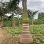 زراعه نخيل السعودية ‫34669083‬ ‫‬