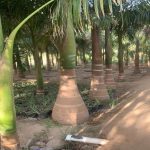 زراعه نخيل السعودية ‫34669085‬ ‫‬