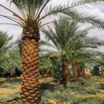 زراعه نخيل السعودية ‫34669090‬ ‫‬