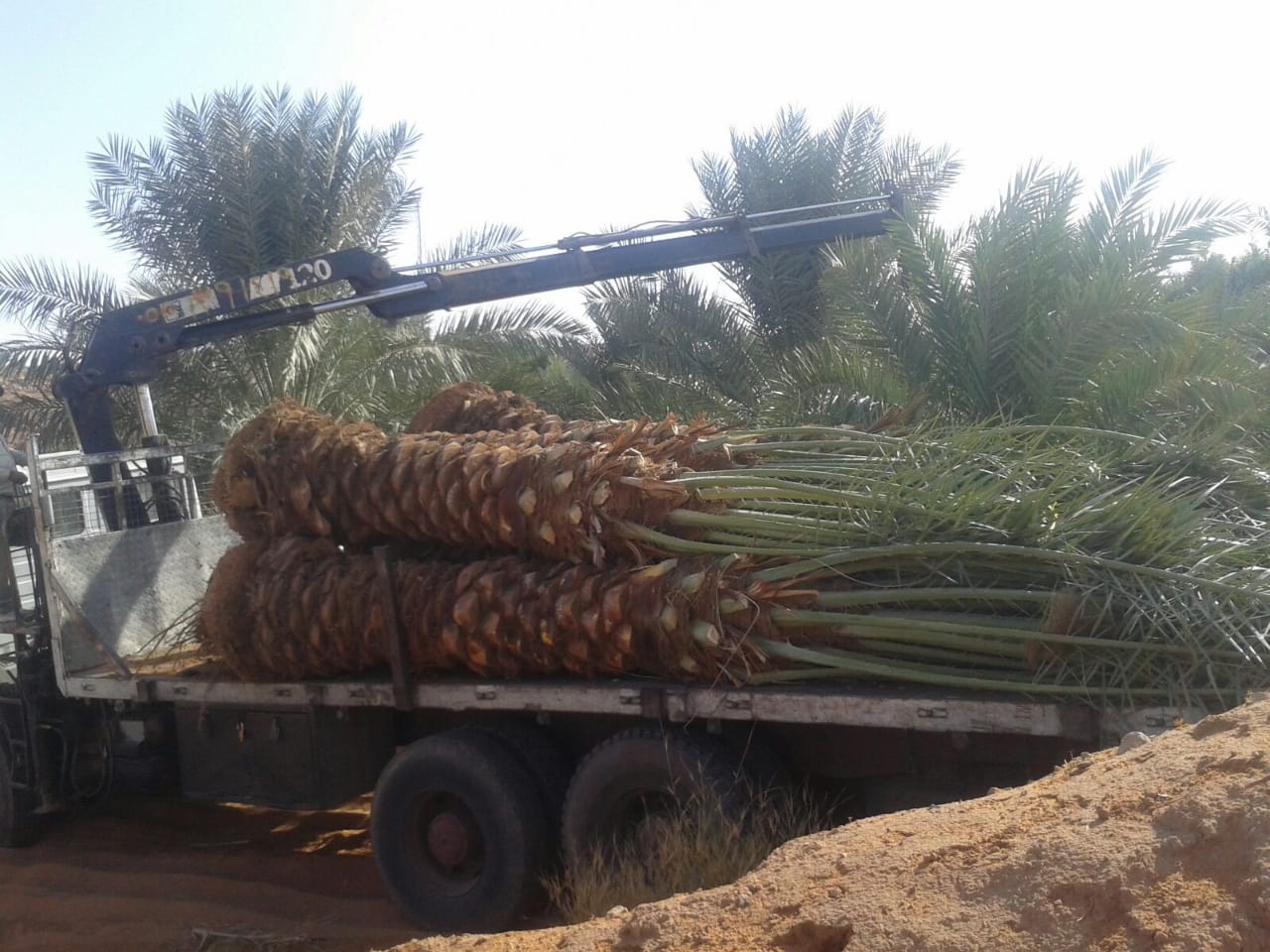 زراعه نخيل السعودية ‫34669093‬ ‫‬