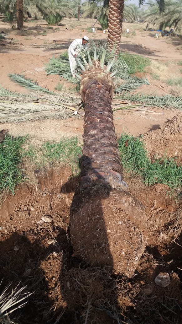 زراعه نخيل السعودية ‫34669094‬ ‫‬