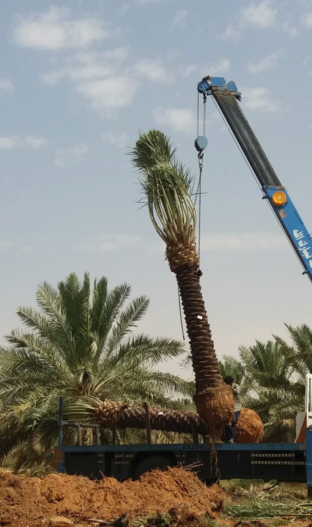 زراعه نخيل السعودية ‫34669095‬ ‫‬