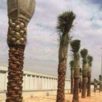 زراعه نخيل السعودية ‫34669097‬ ‫‬