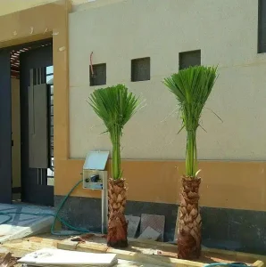 نبات نخيل واشنطن5